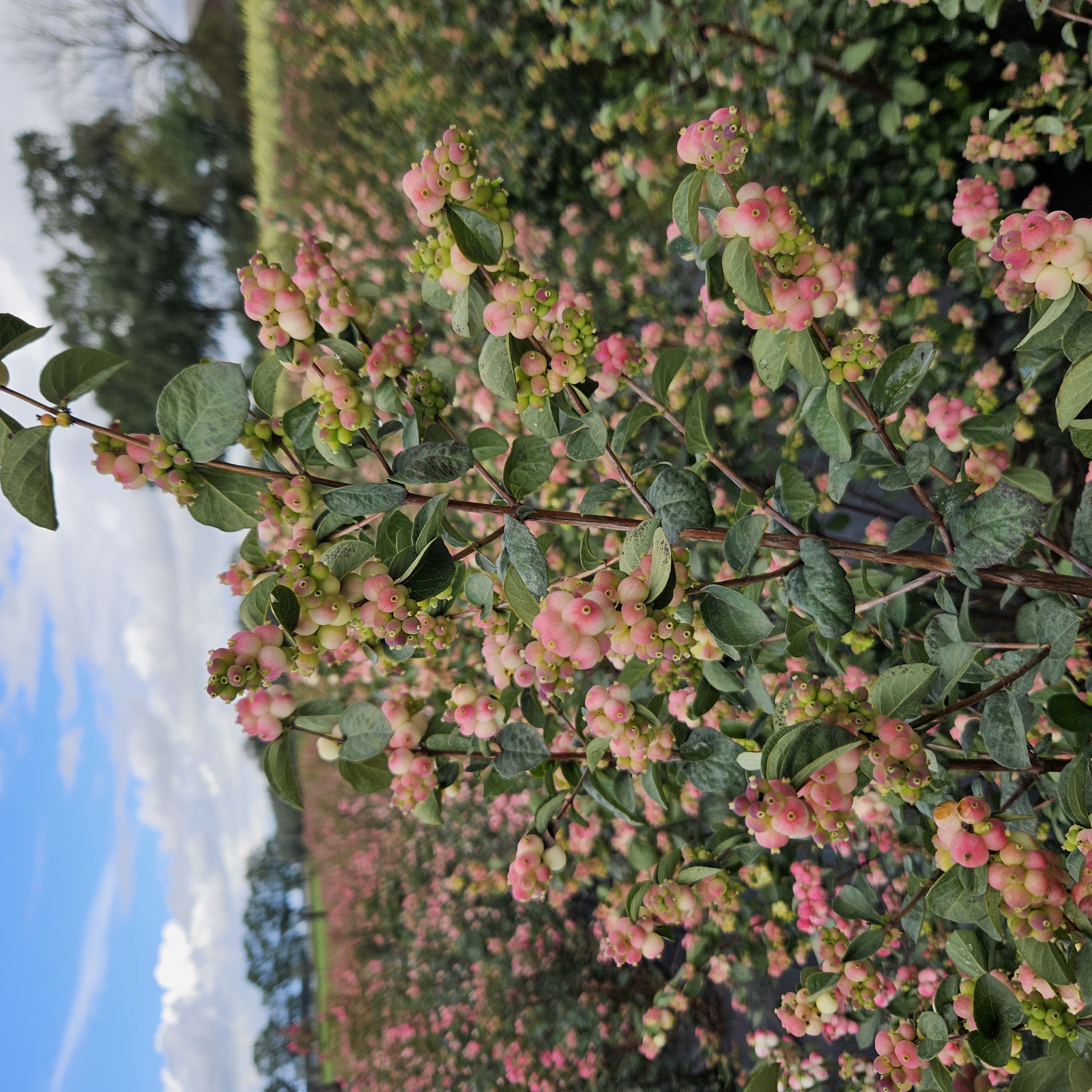 symphoricarpos red riding hood
