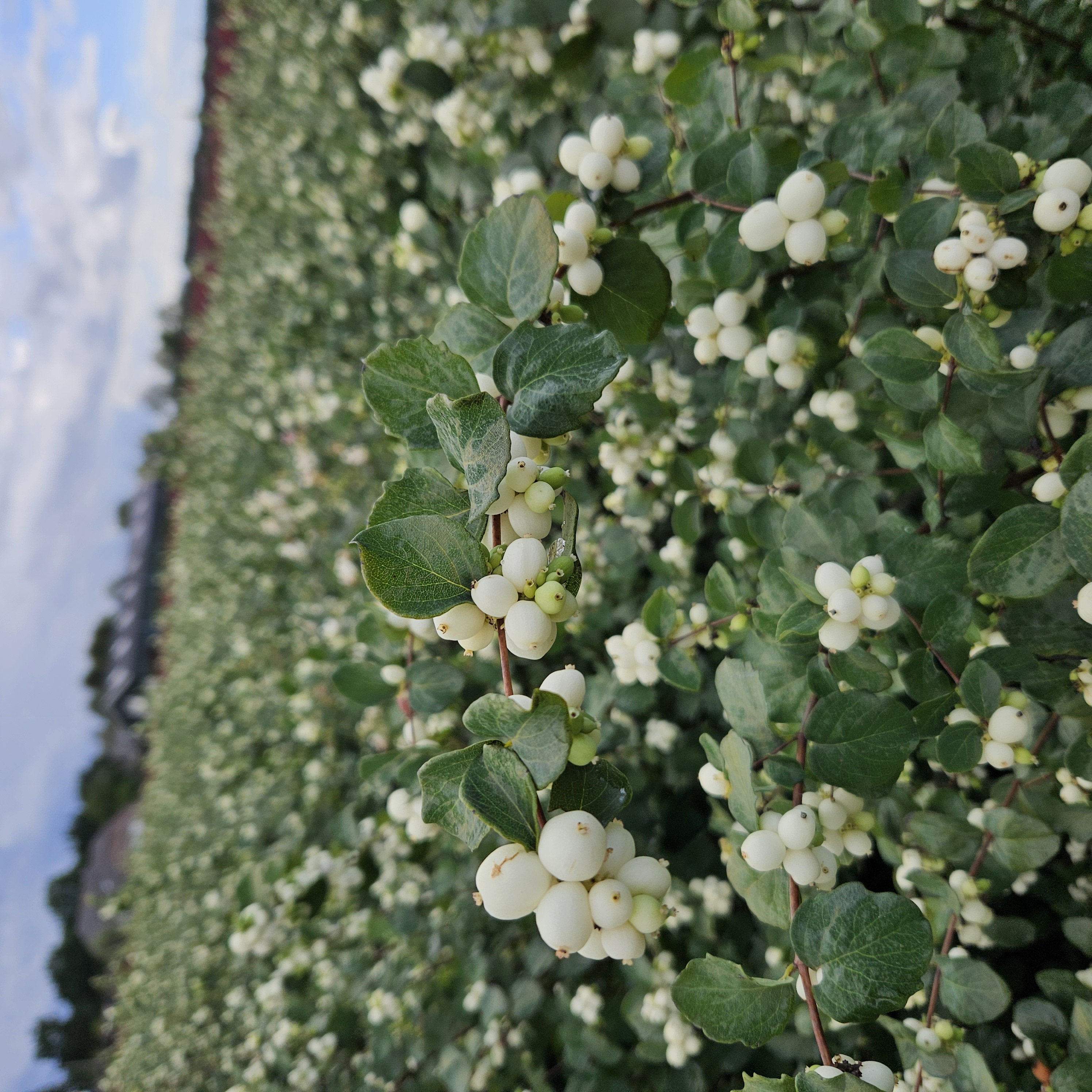 symphoricarpos bright fantasy