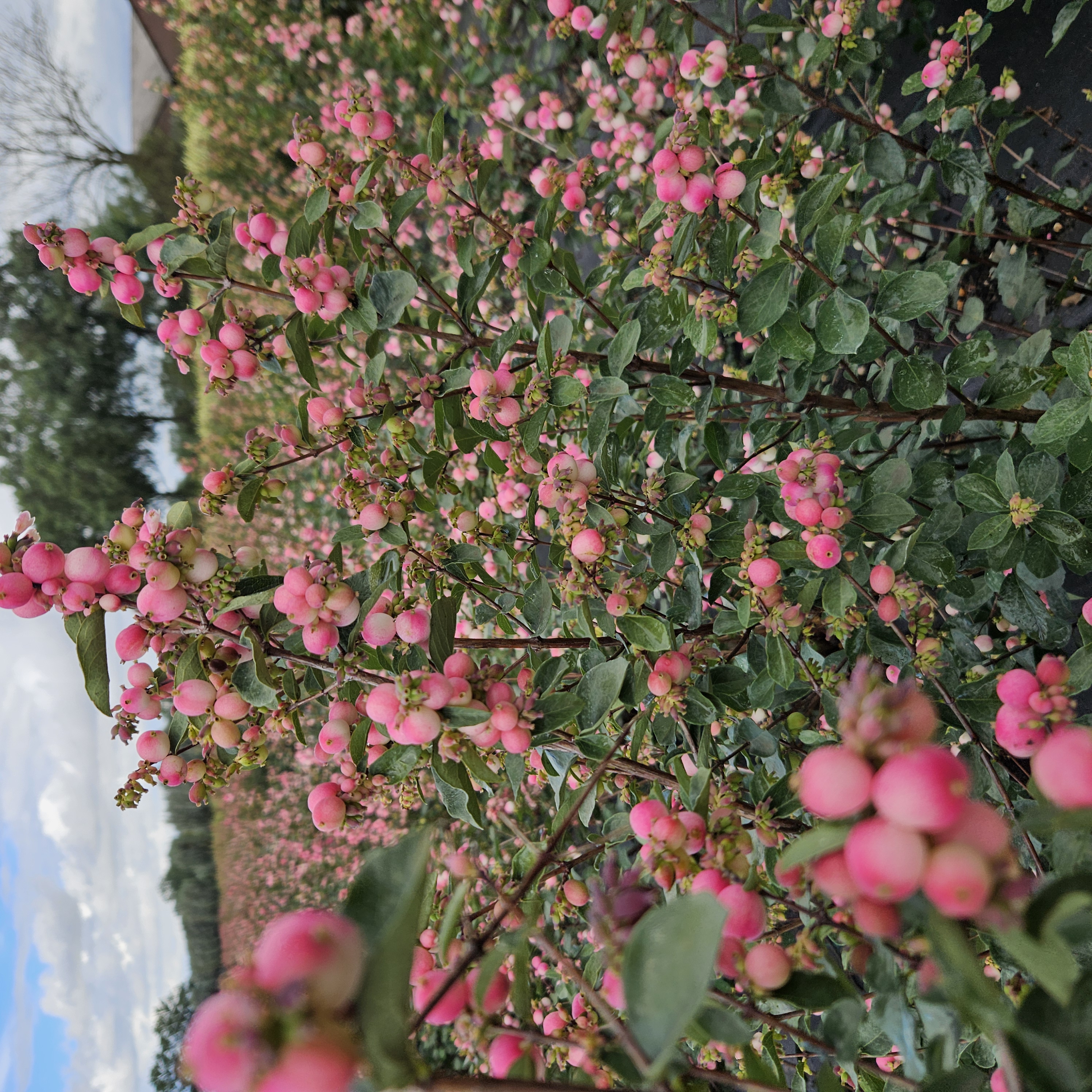 symphoricarpos red ruby falls