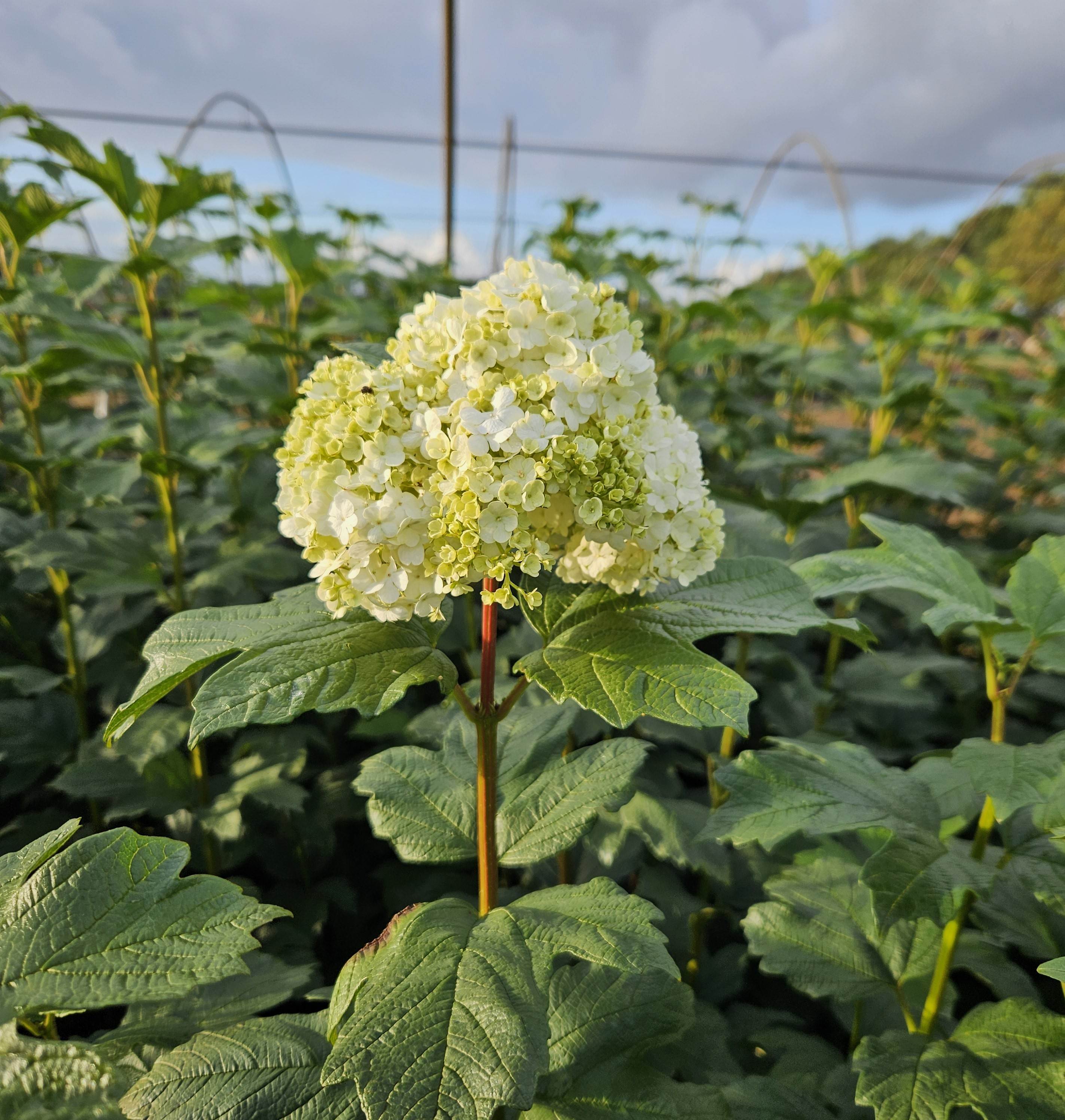 De natuur is van 't padje