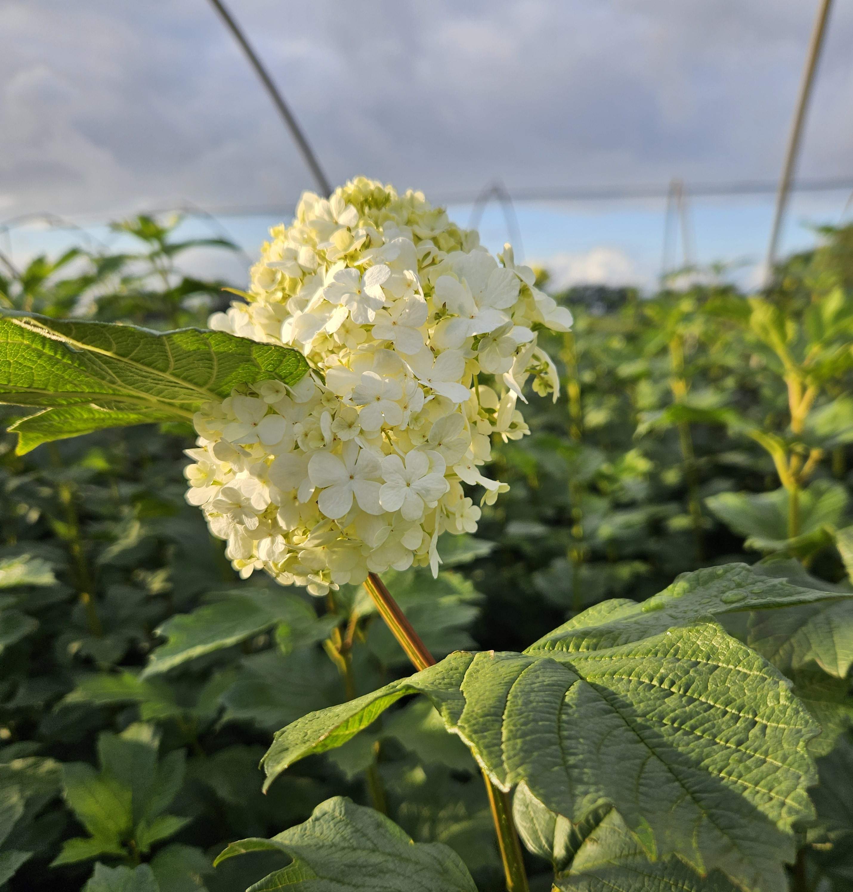 De natuur is van 't padje