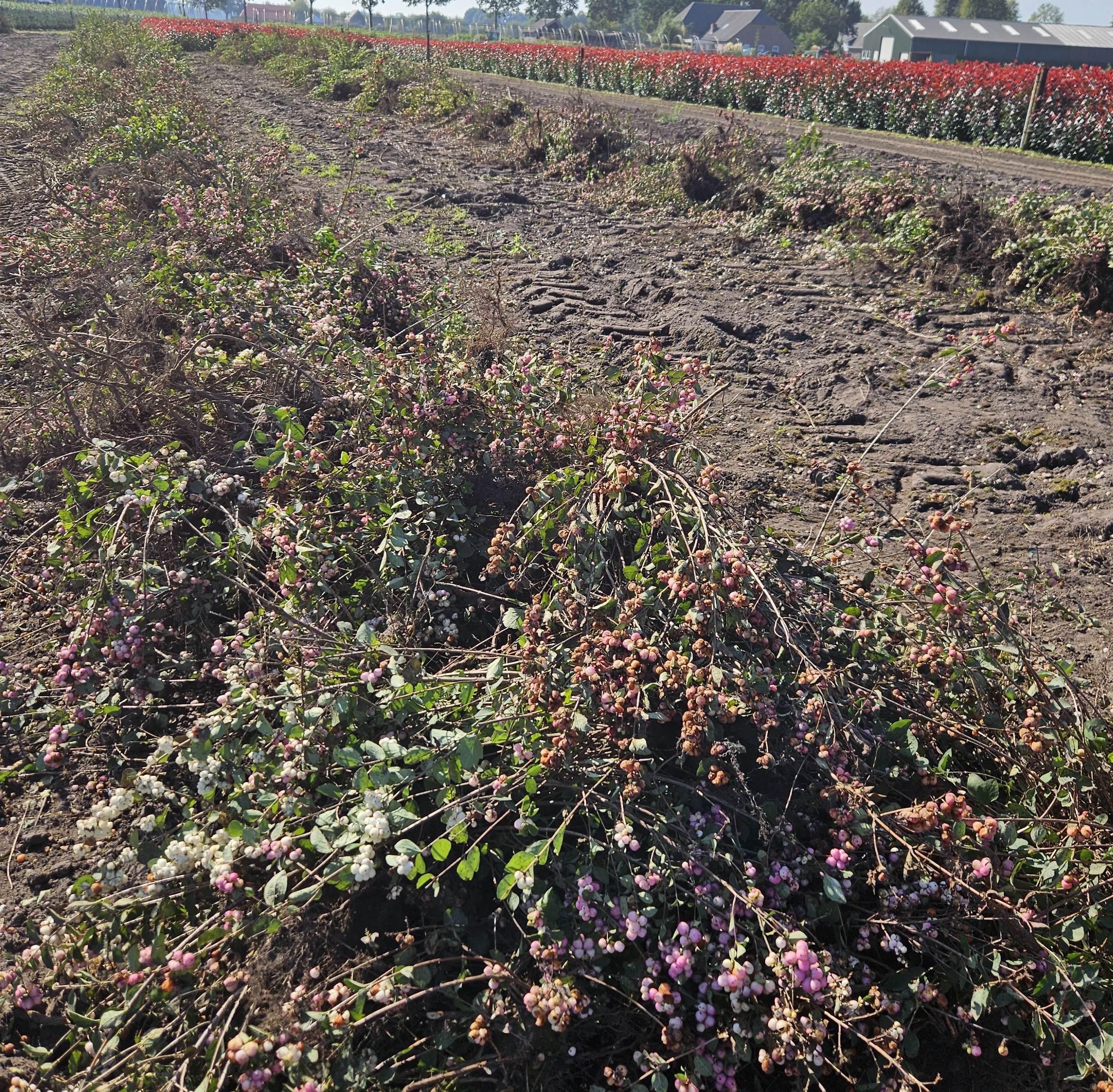 van oude aanplant naar gezonde bodem voor nieuwe aanplant