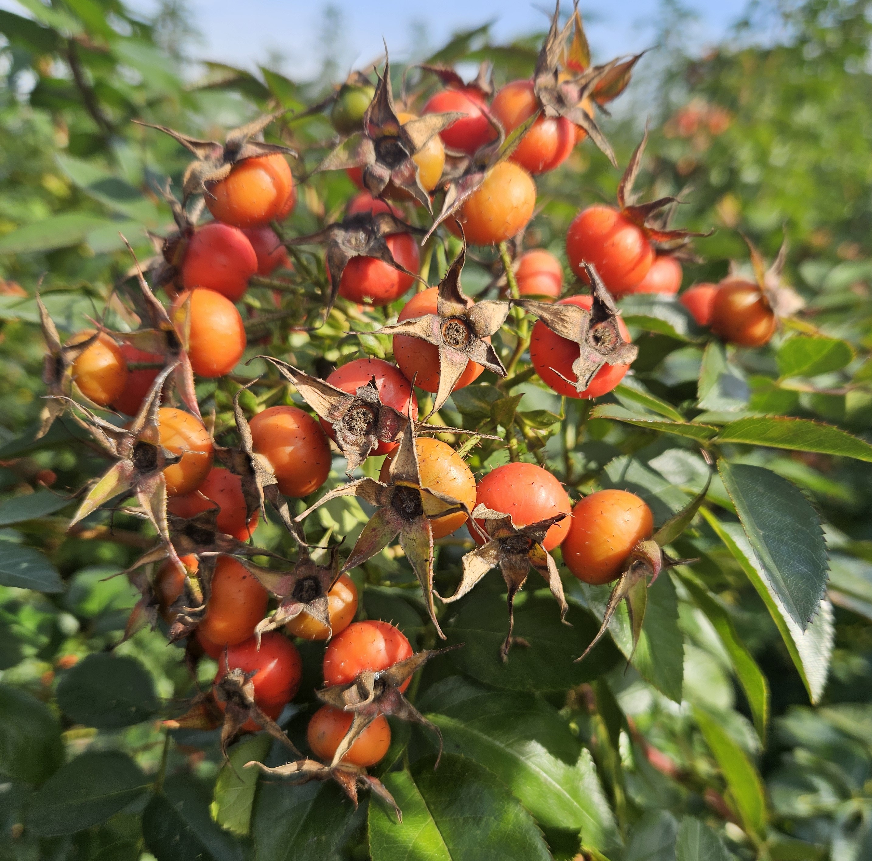Rozenbottels brengen de warme herfstkleuren in huis