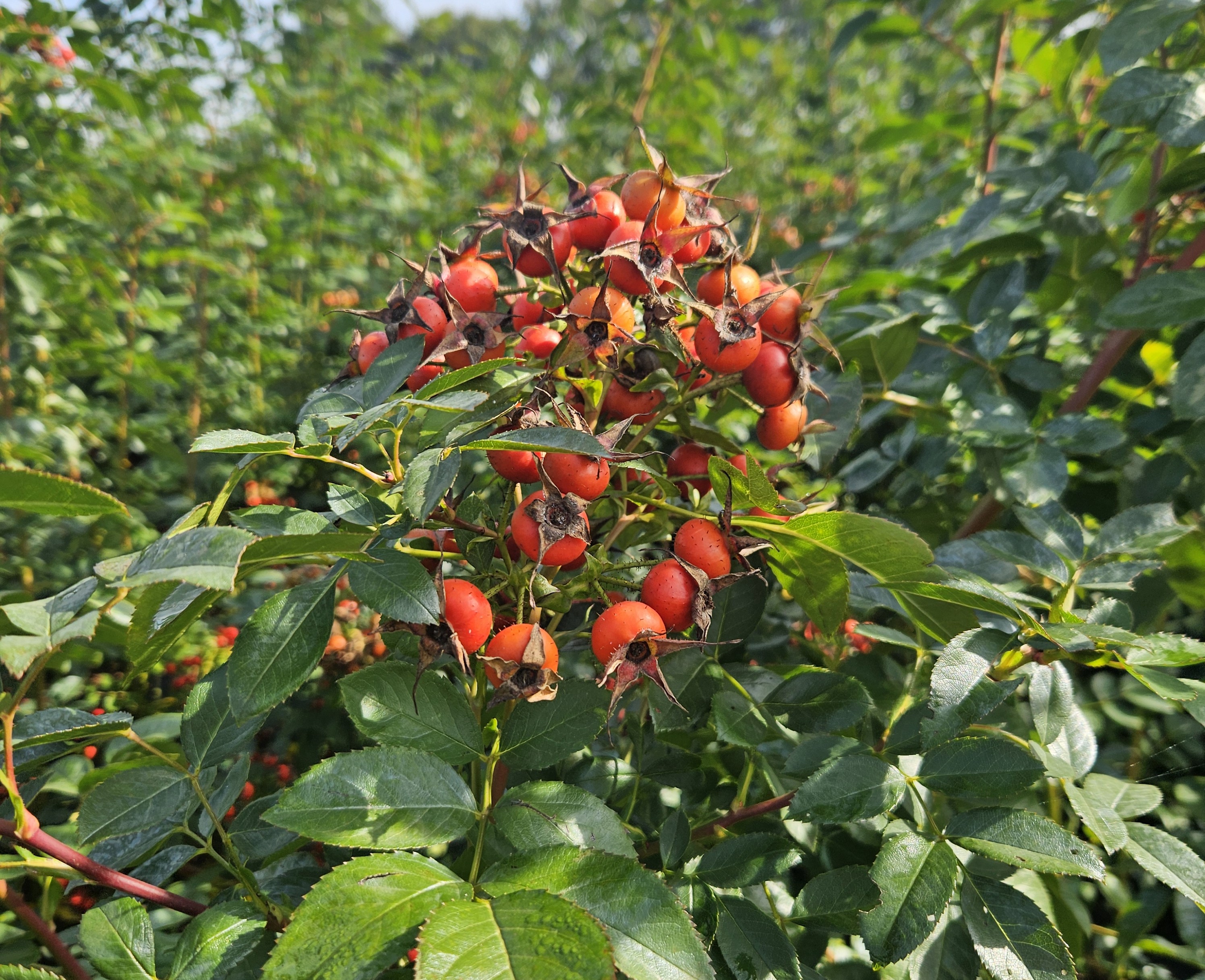 rosa mandarin hiphop