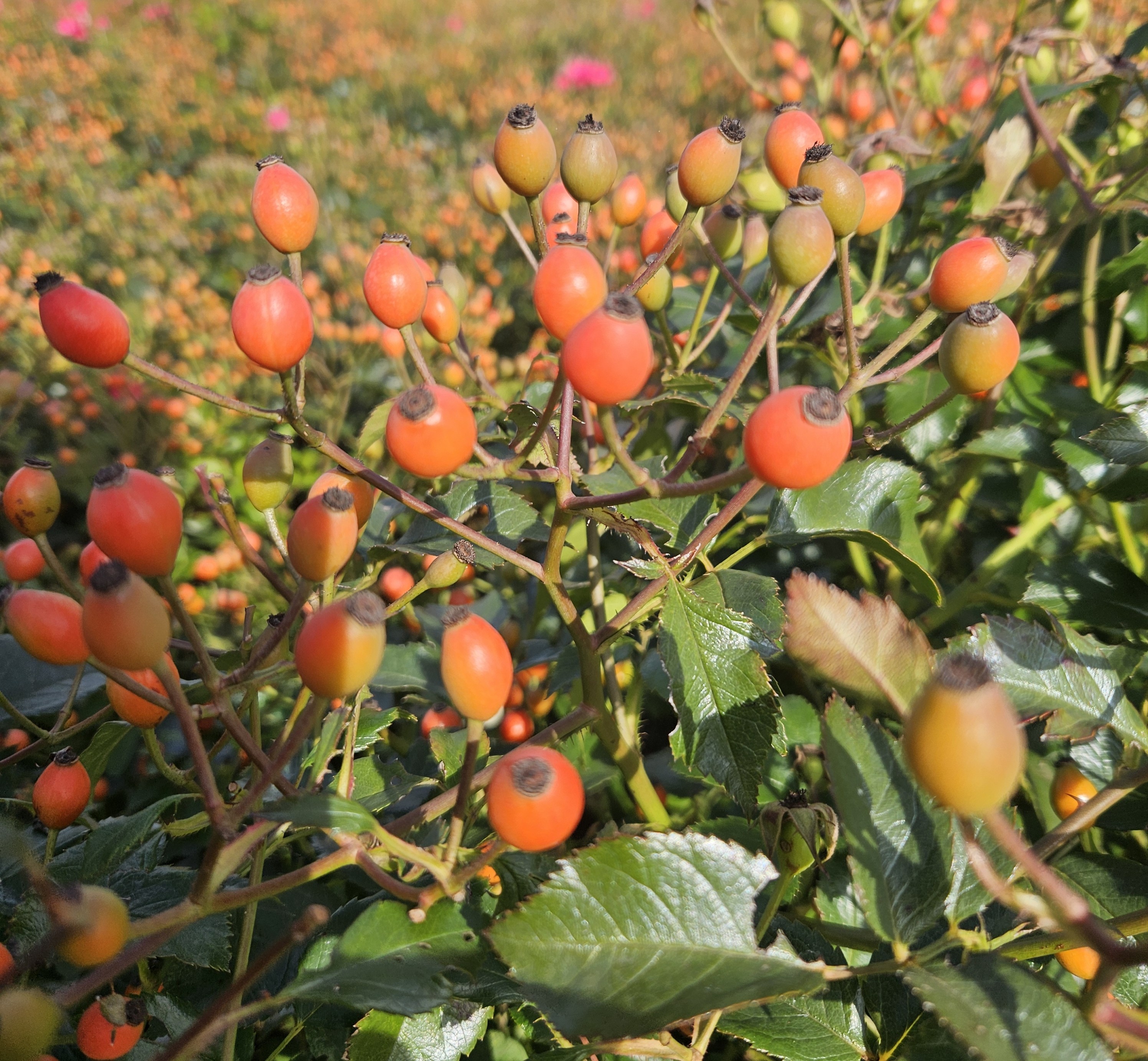rosa magical miracle