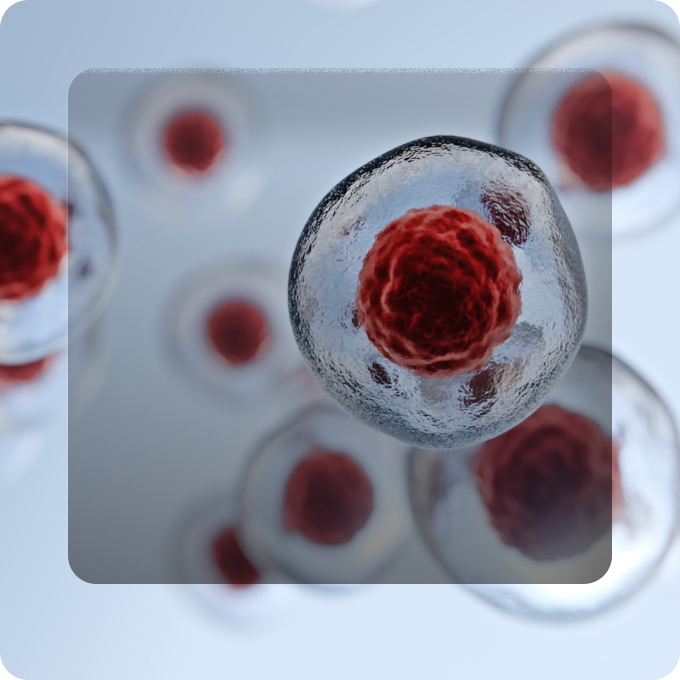 Close-up 3D illustration of several translucent cells with detailed red nuclei floating against a light blue background.