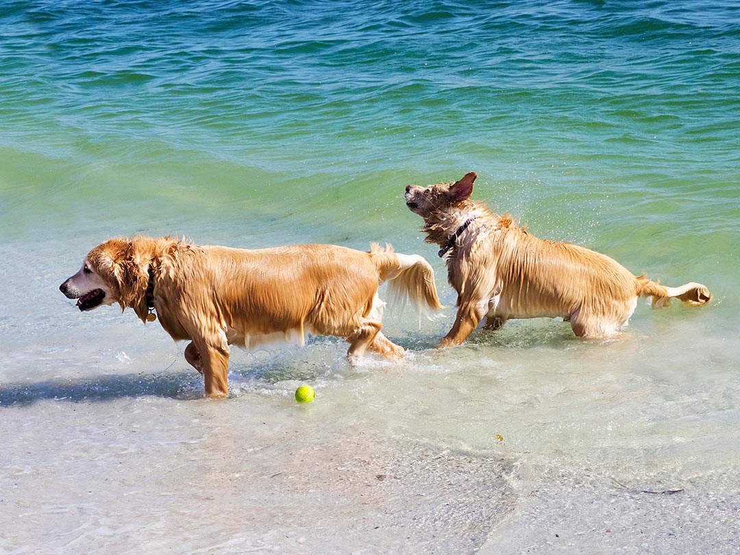 Is Your Dog Struggling? 5 Signs It’s Time for Canine Rehab