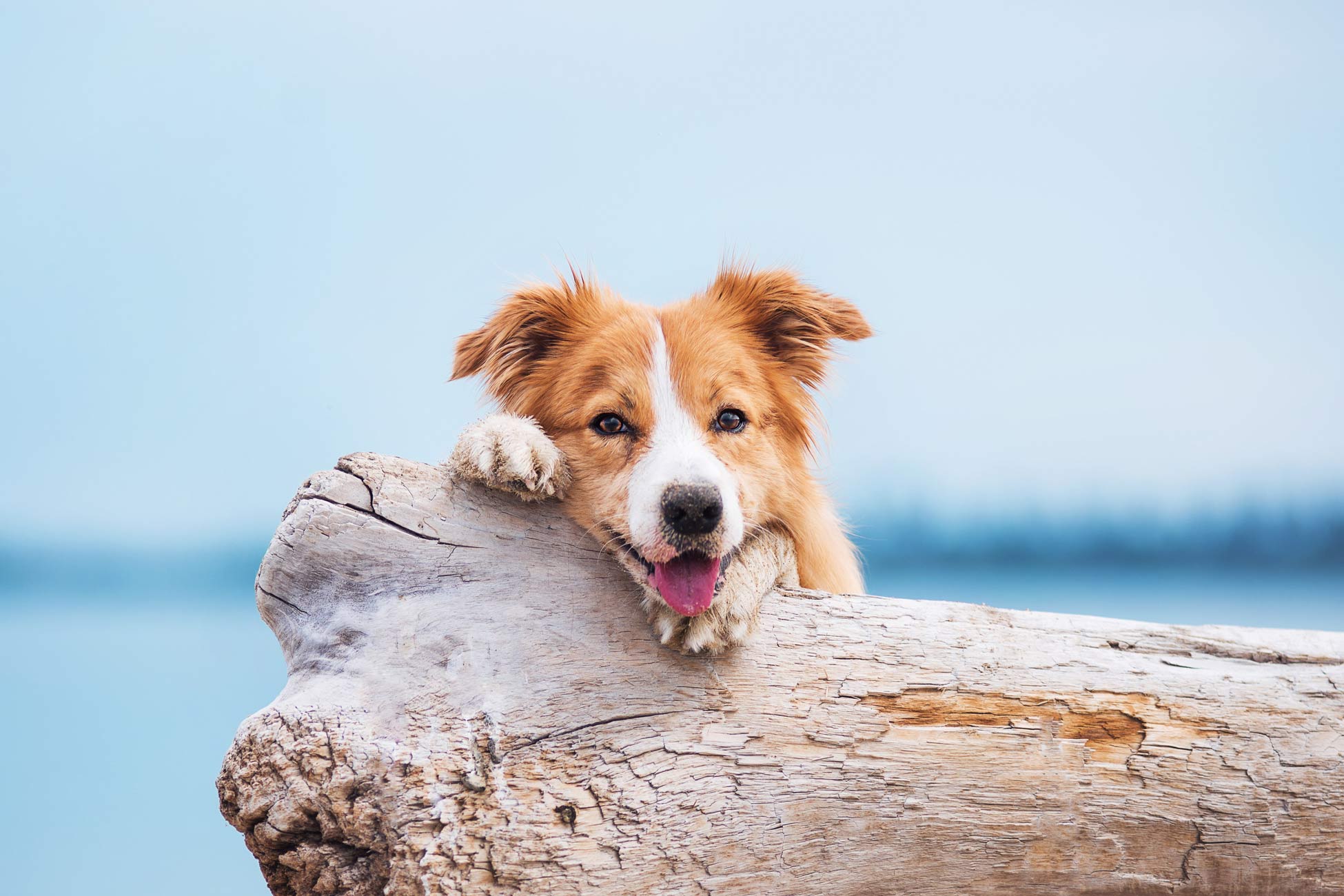 Rehabilitation or Surgery — What’s Right for Your Pet?