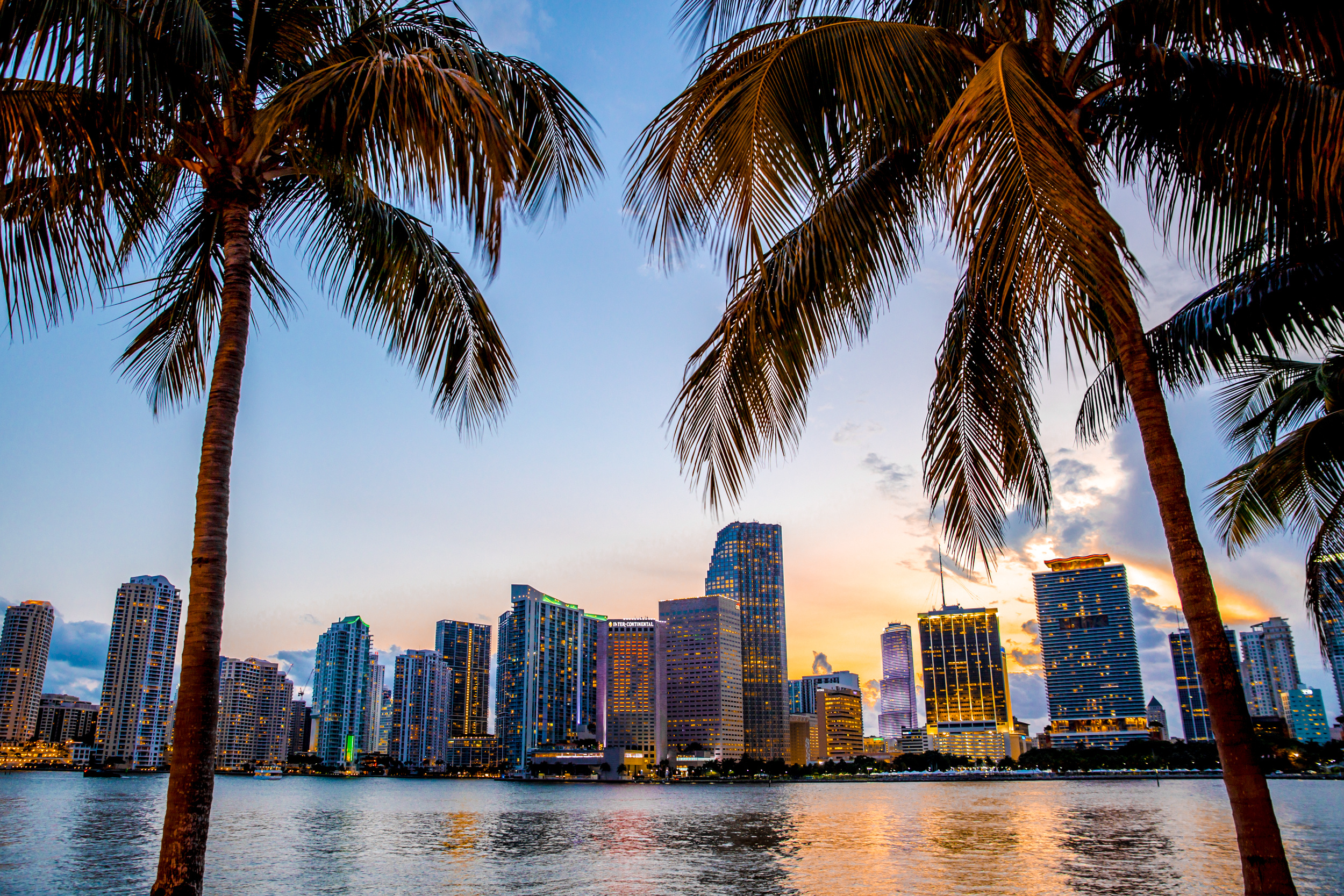 miami skyline with two palm trees in the foreground