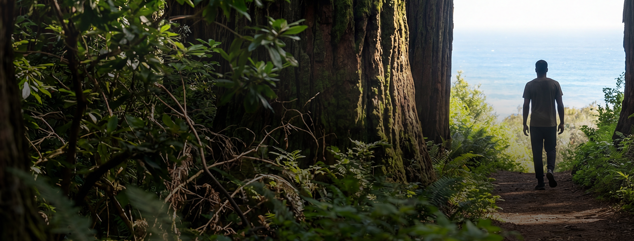 Person walking on a forest trail surrounded by tall trees and green foliage, with ocean visible in the distance.