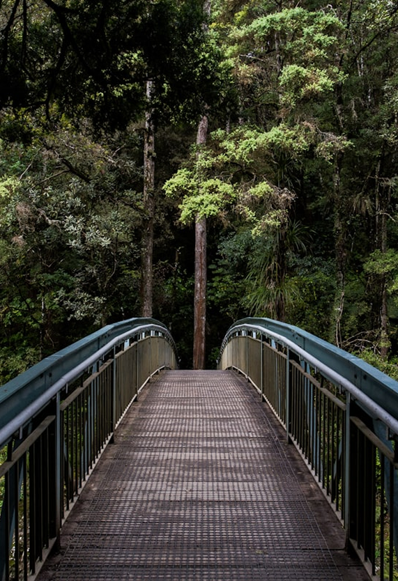 Metal pedestrian bridge leading into a dense forest with tall green trees.