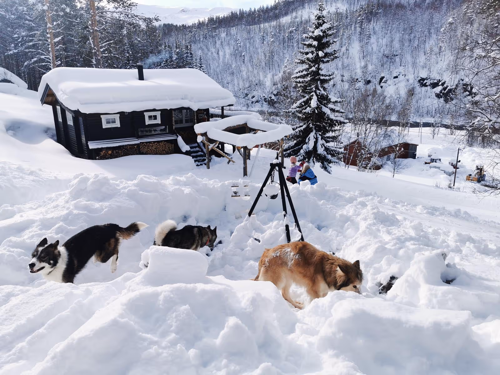 Three dogs playing in deep snow near a wooden cabin in a snowy mountainous landscape with two people sitting in the background.