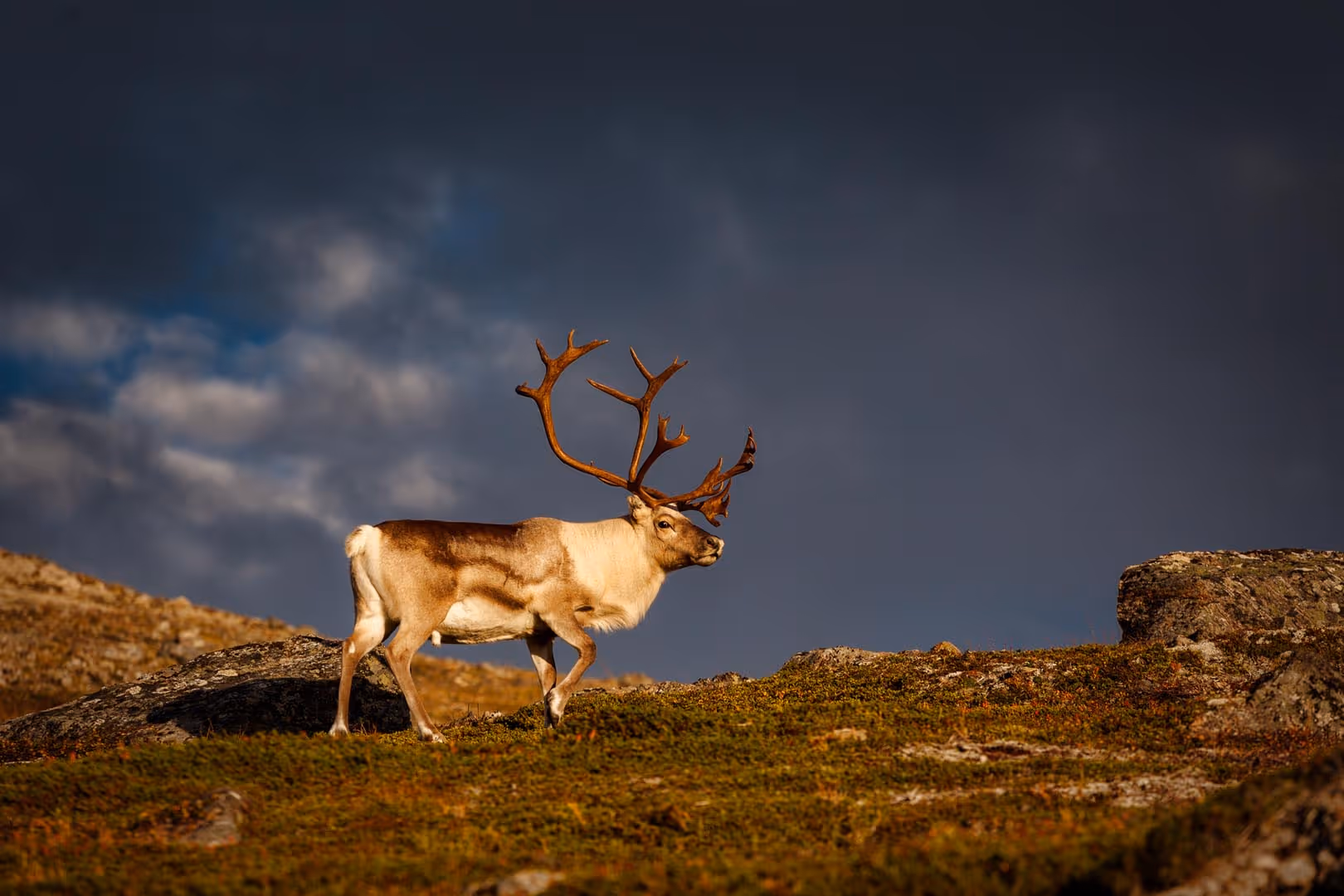 Caribou walking on a grassy and rocky hill under a cloudy dark sky.