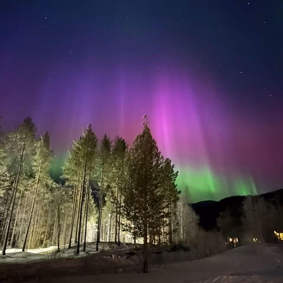 Purple and green northern lights glowing above a snow-covered forest at night with stars visible in the sky.