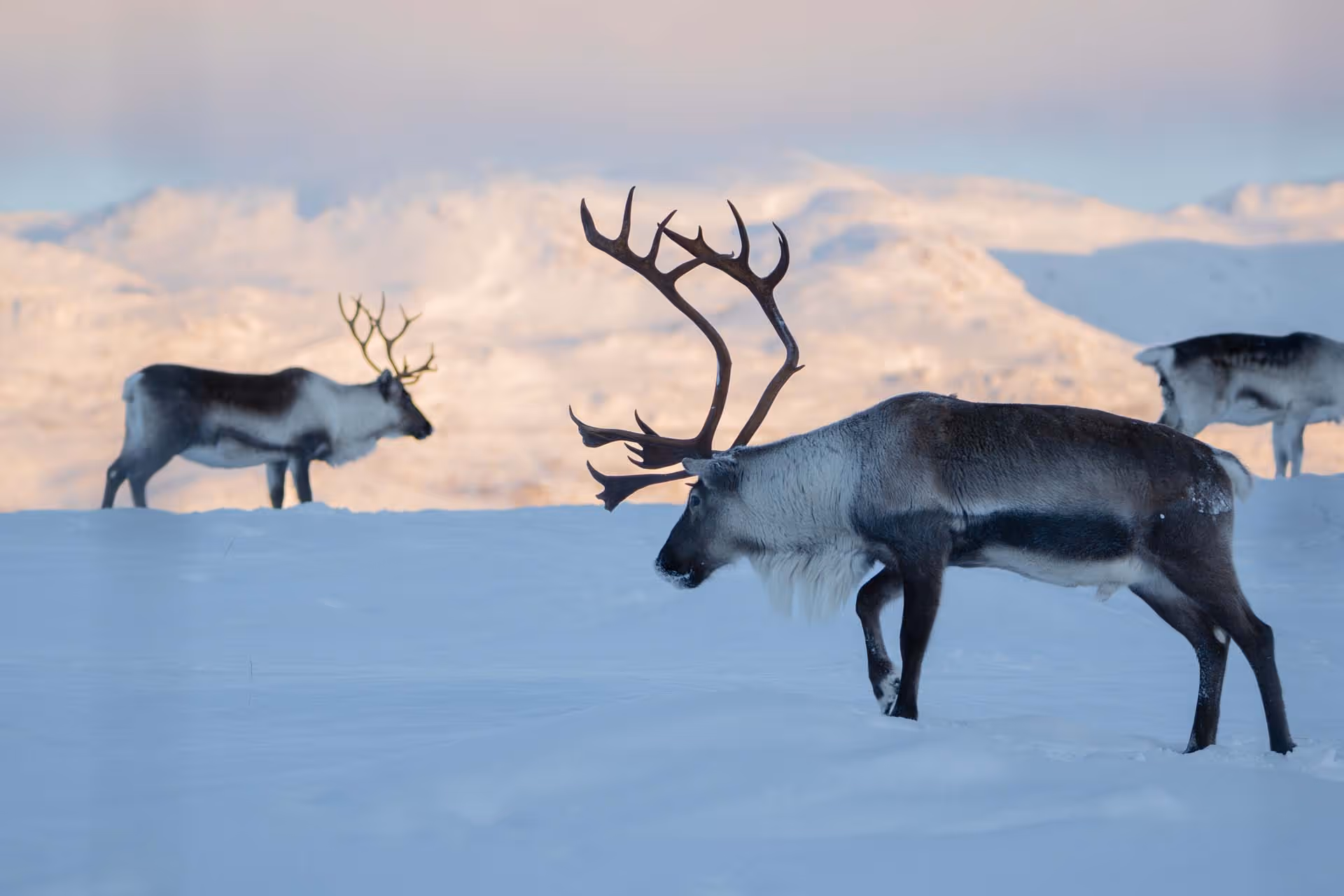 Three reindeer standing on snow-covered ground with snowy mountains in the background.