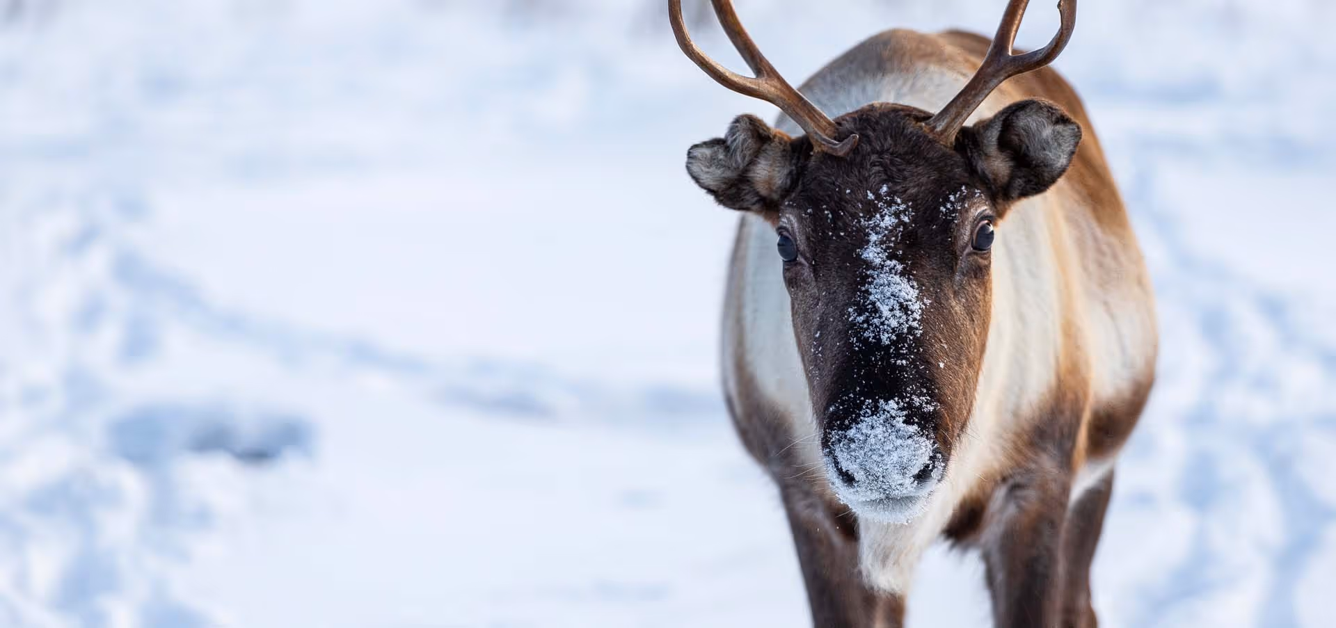 Close-up of a reindeer with snow on its nose standing on snow-covered ground.