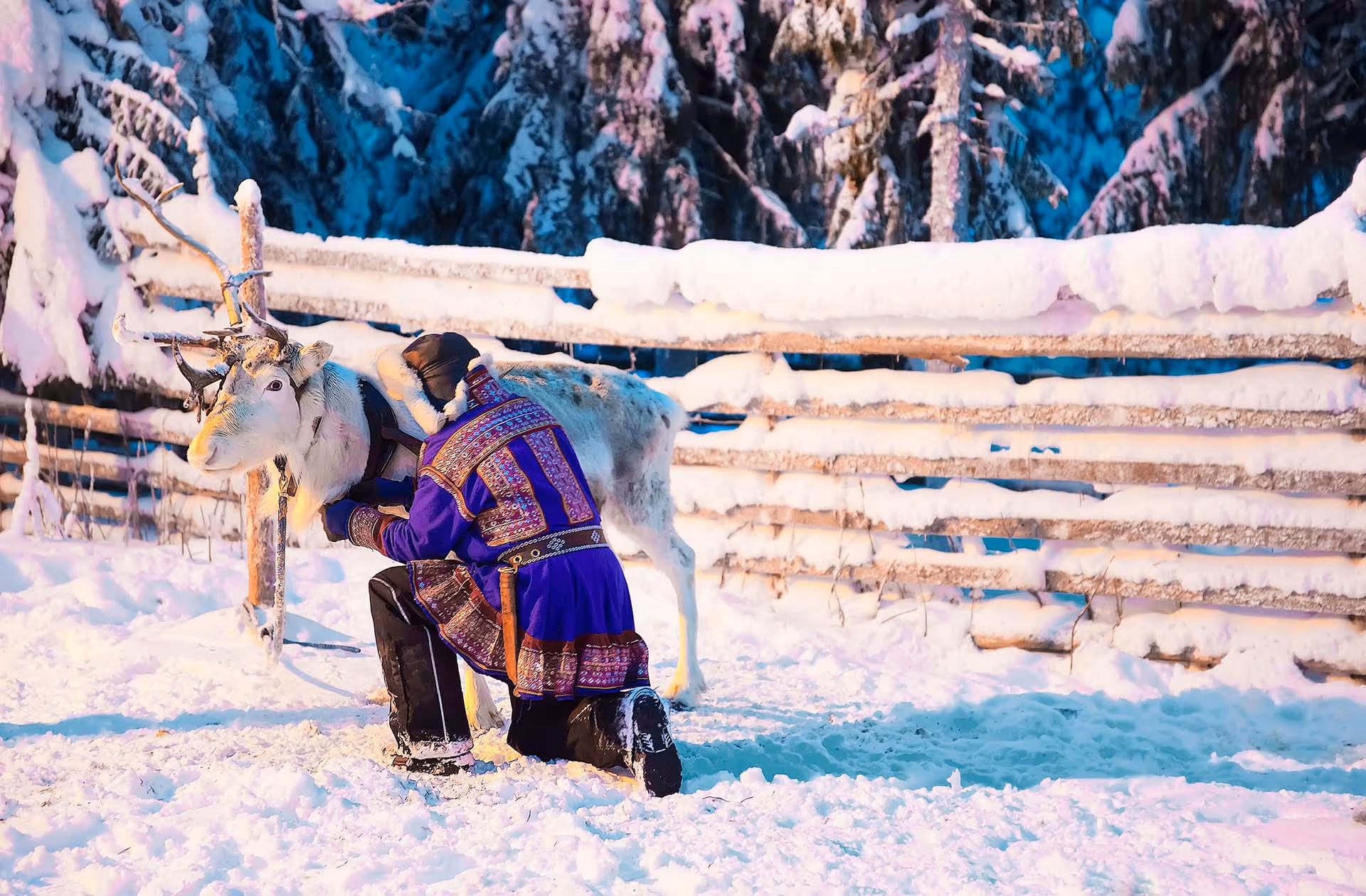 Person in traditional winter clothing kneeling beside a reindeer in snowy forest near a snow-covered wooden fence.