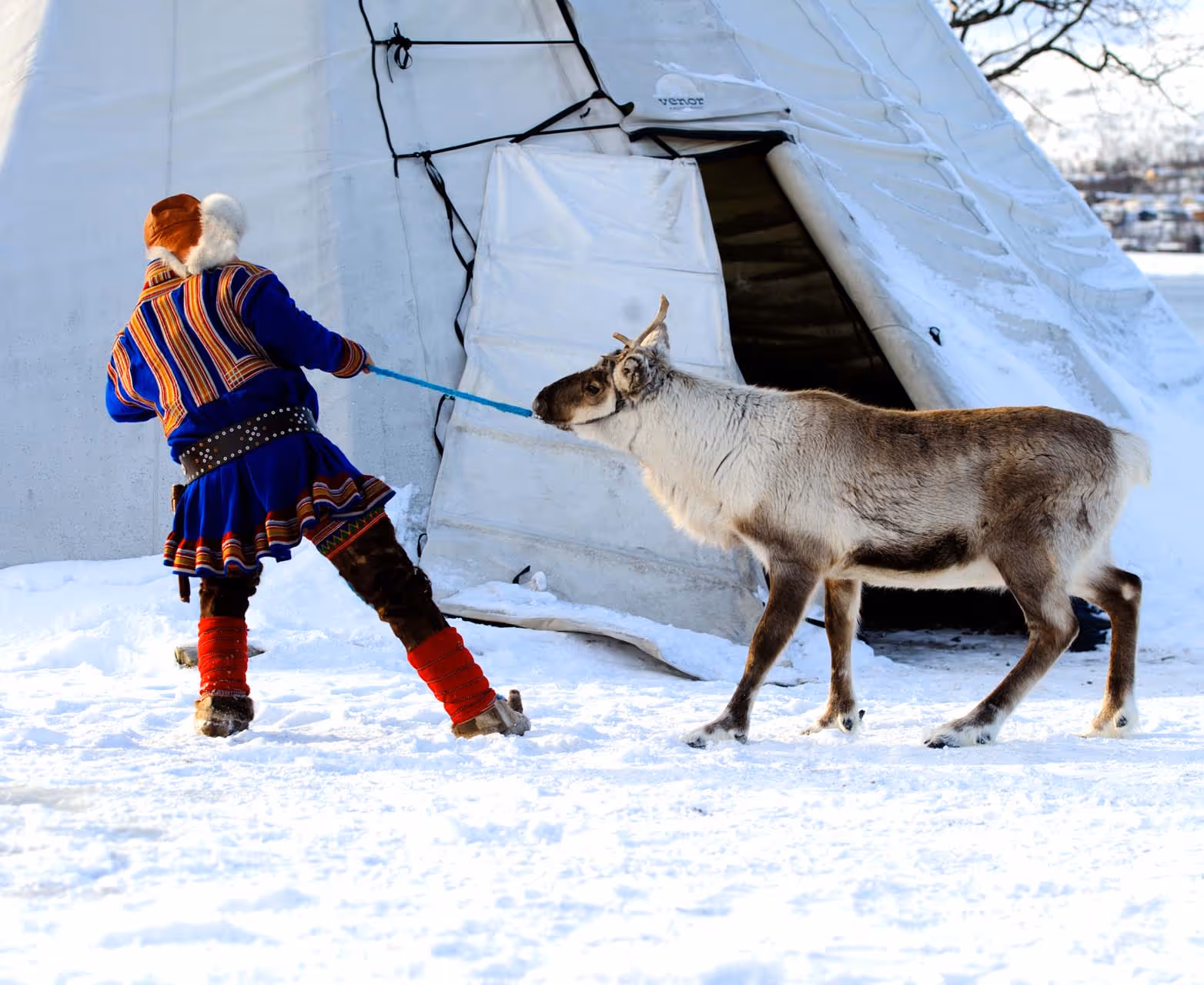 Person in traditional colorful clothing pulling a reindeer by a rope in front of a snowy tent.