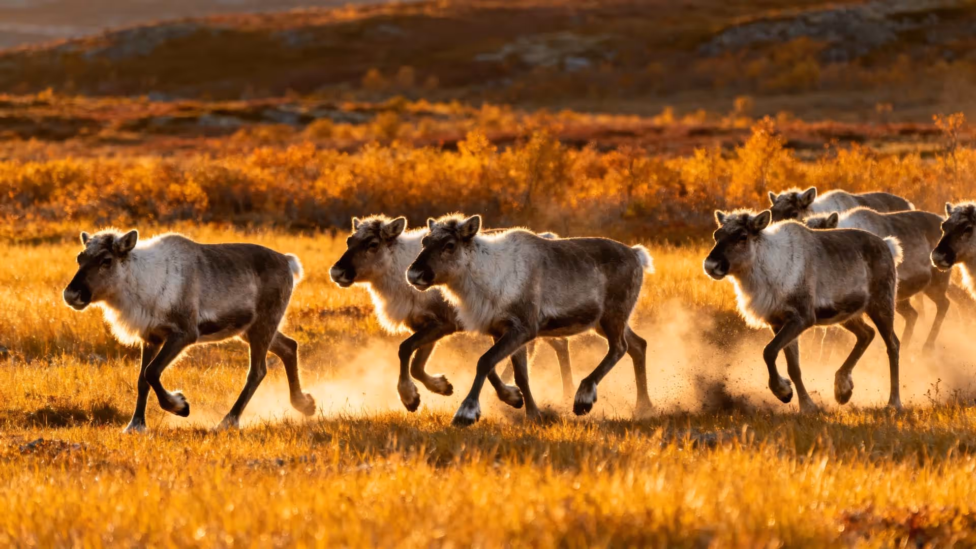 Herd of reindeer running across a golden field during sunset with rolling hills in the background.