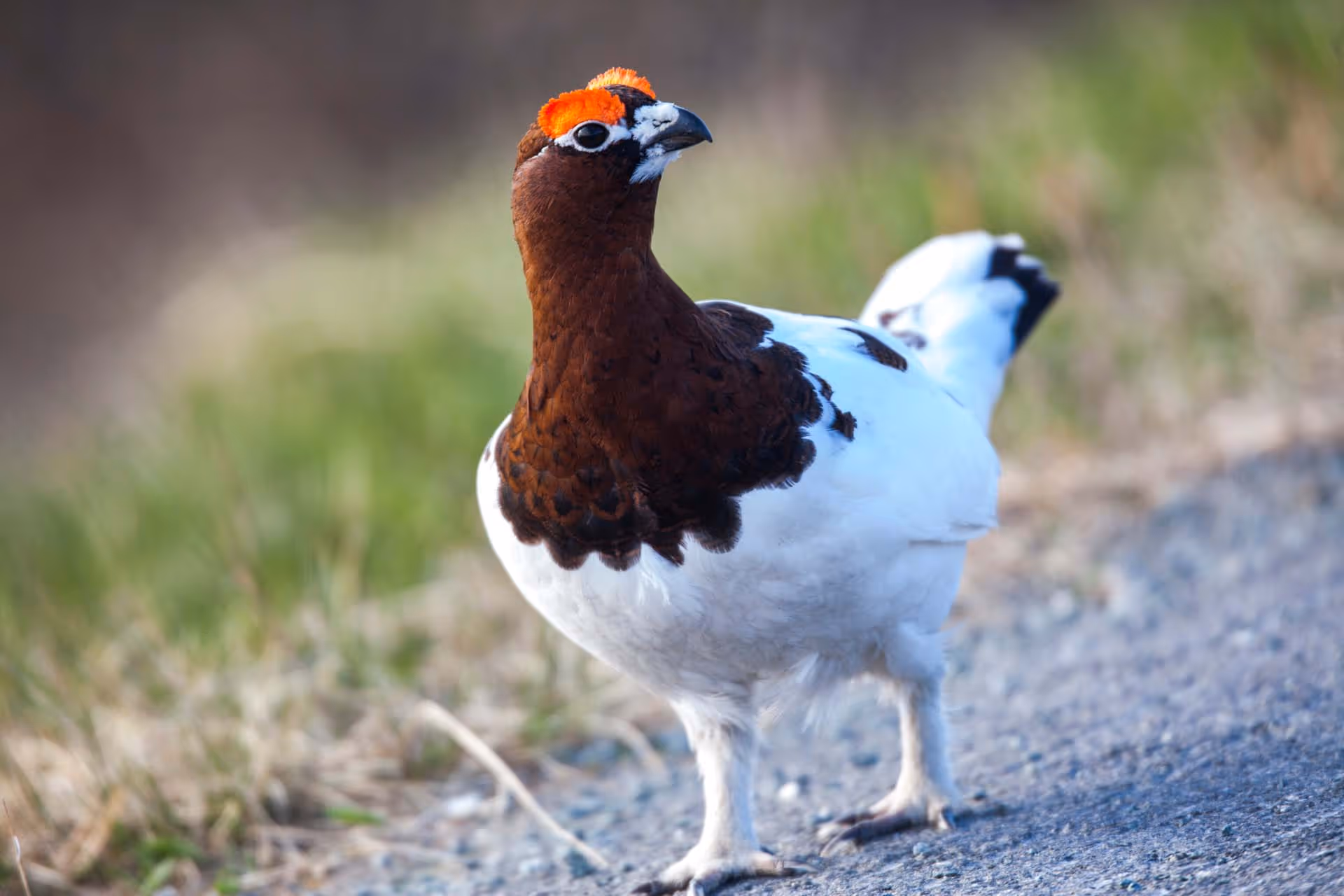Red grouse bird standing on a gravel path with green grass in the background.