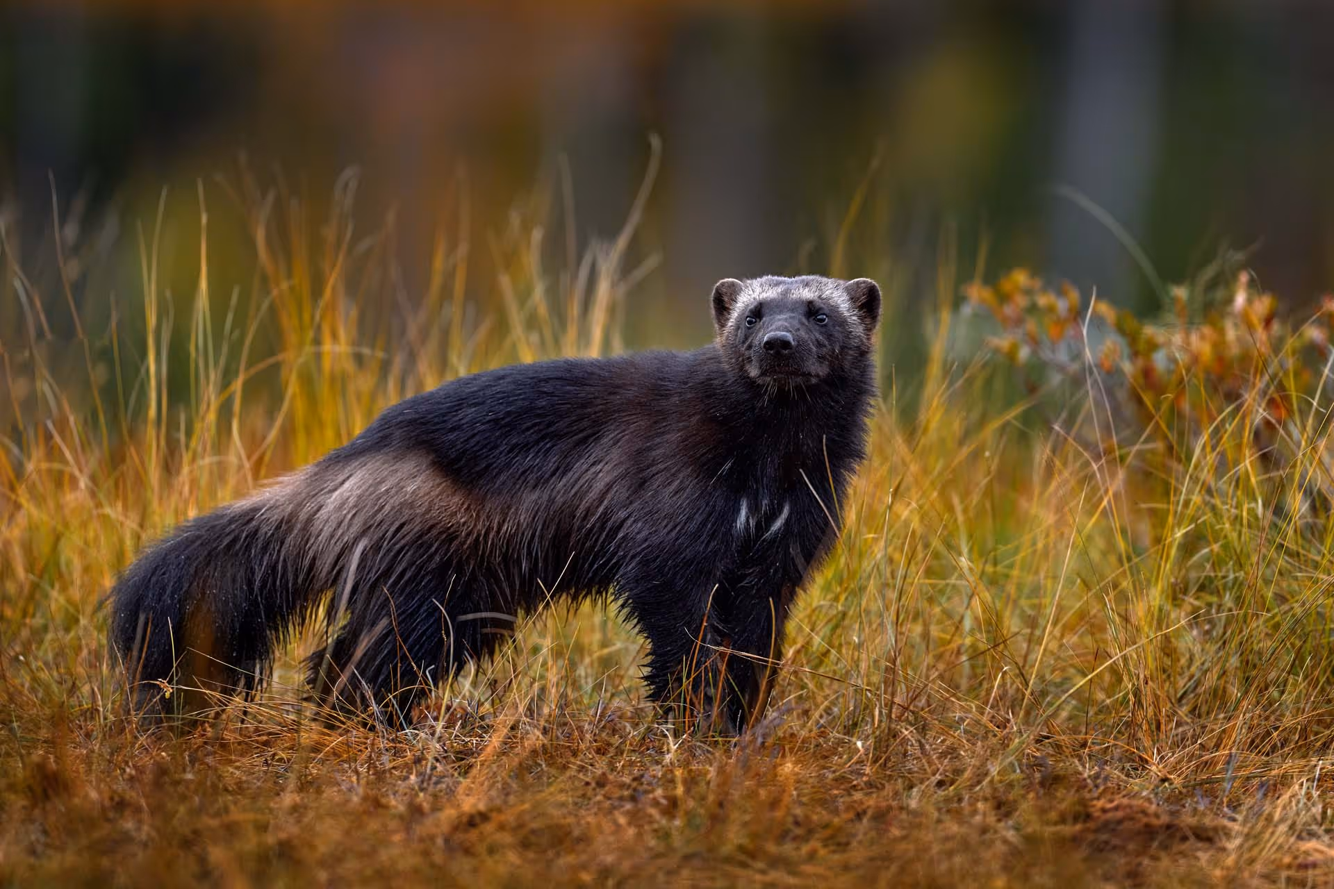 A wolverine standing in tall grass with a blurred forest background.