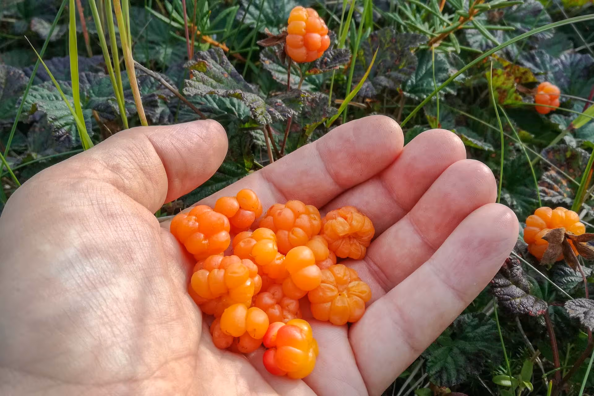 Hand holding a cluster of ripe orange cloudberries against green foliage background.