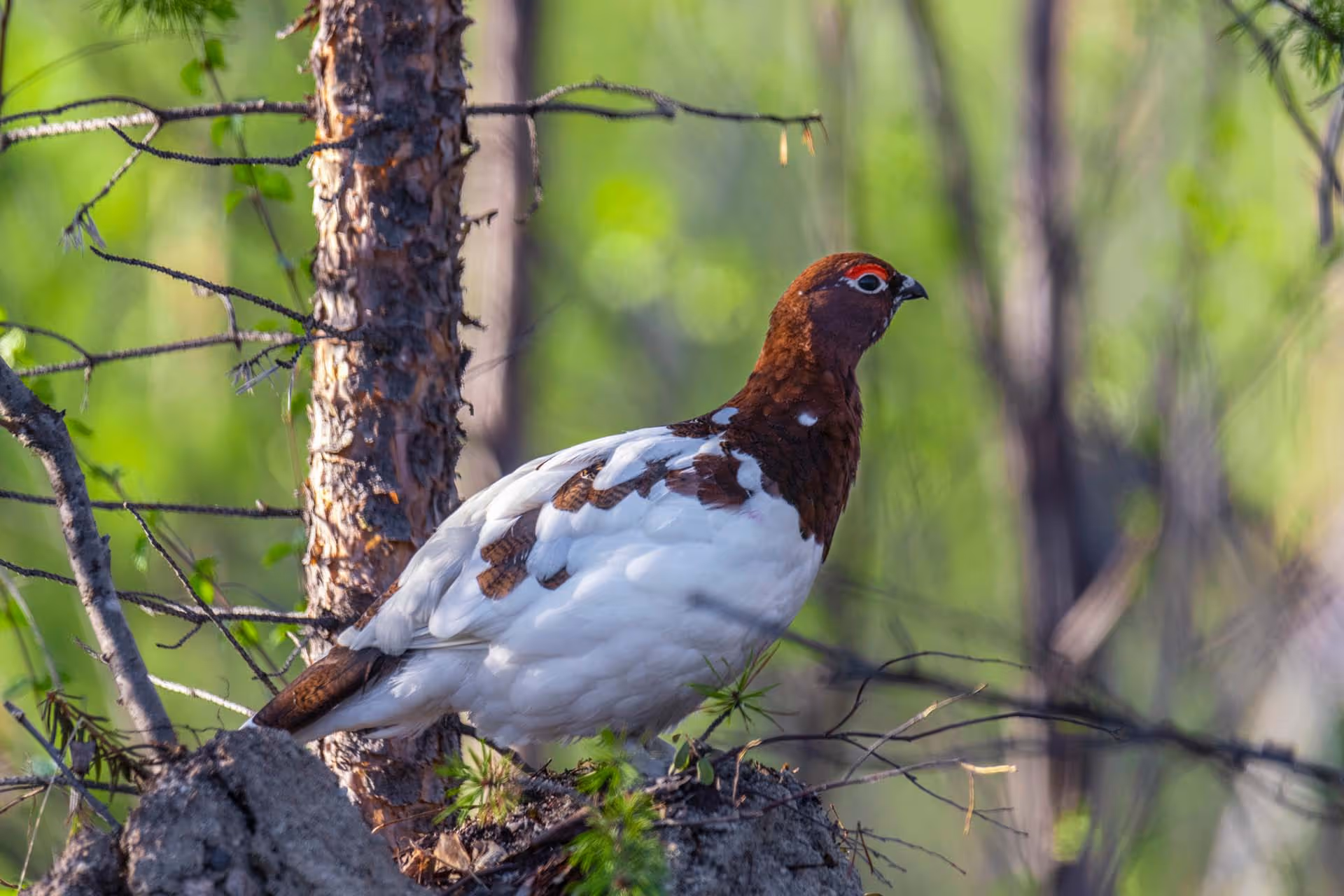 Willow ptarmigan bird standing on a rock in a forest with green foliage background.