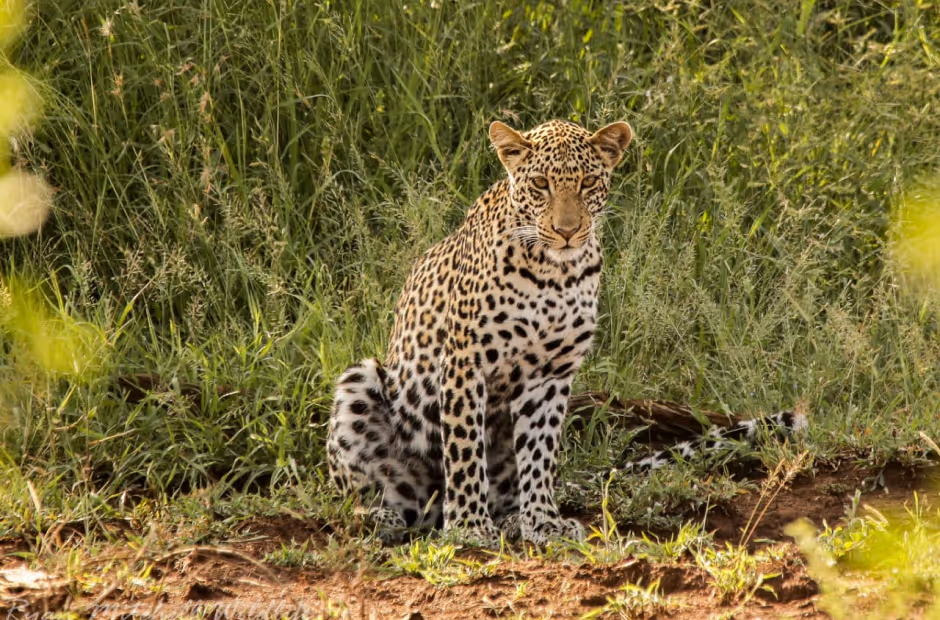 Wildlife ACT’s Big Cat Conservation Programme