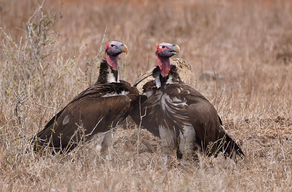 Vulture Conservation Programme