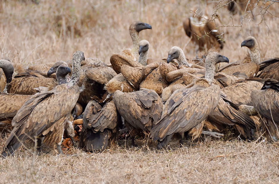 Vulture Conservation WLA
