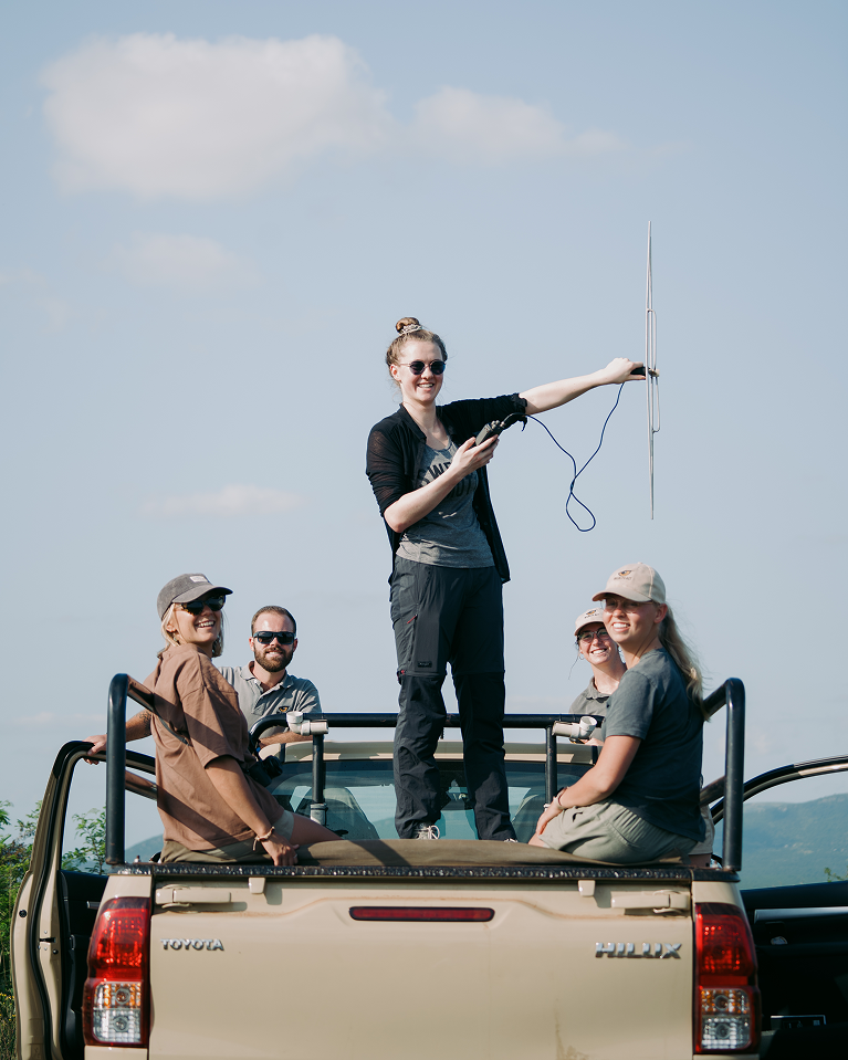 A group of smiling researchers in the back of a beige Toyota Hilux pickup truck. One woman stands in the middle holding a radio antenna to track wildlife.