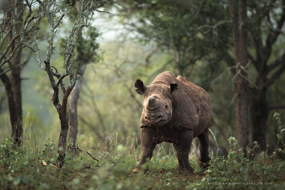A solitary black rhino walking through a lush green bushland with trees in the background.