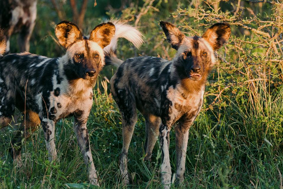 Two African Wild Dogs, one looking at the camera, stand in a grassy field during golden hour.