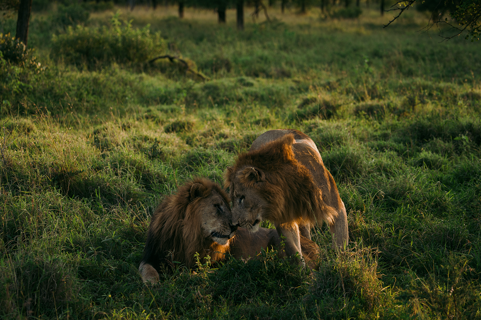 Two male lions, one standing and one lying down, are nuzzling each other in tall green grass at sunset.