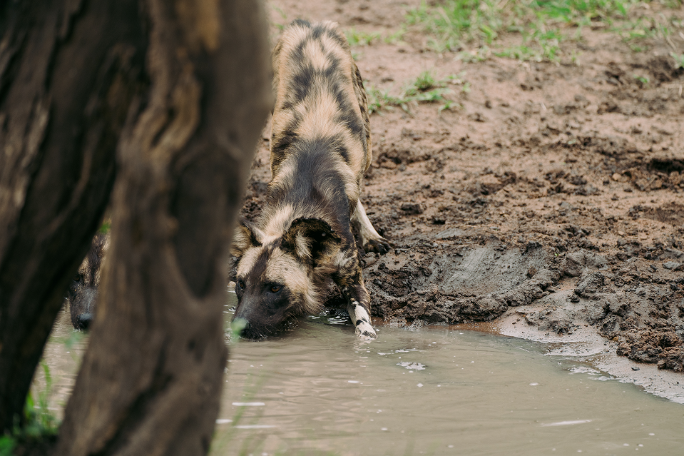 African Wild Dog bending down to drink water from a small, muddy puddle.