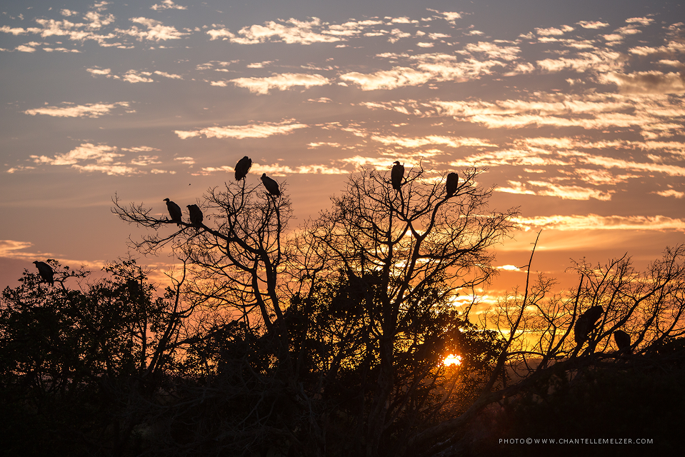 A group of vultures perched in the bare branches of a tree, silhouetted against a beautiful orange and purple sunset sky with streaky clouds.