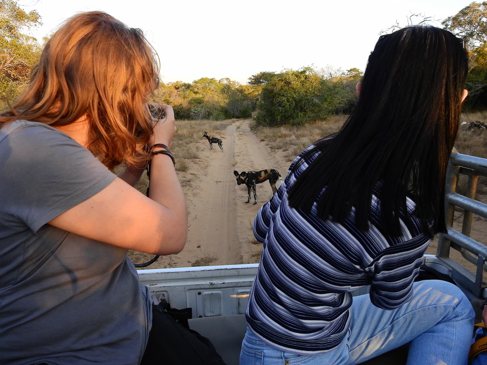 A special sighting of African Wild Dogs, captured from the monitoring vehicle during patrol