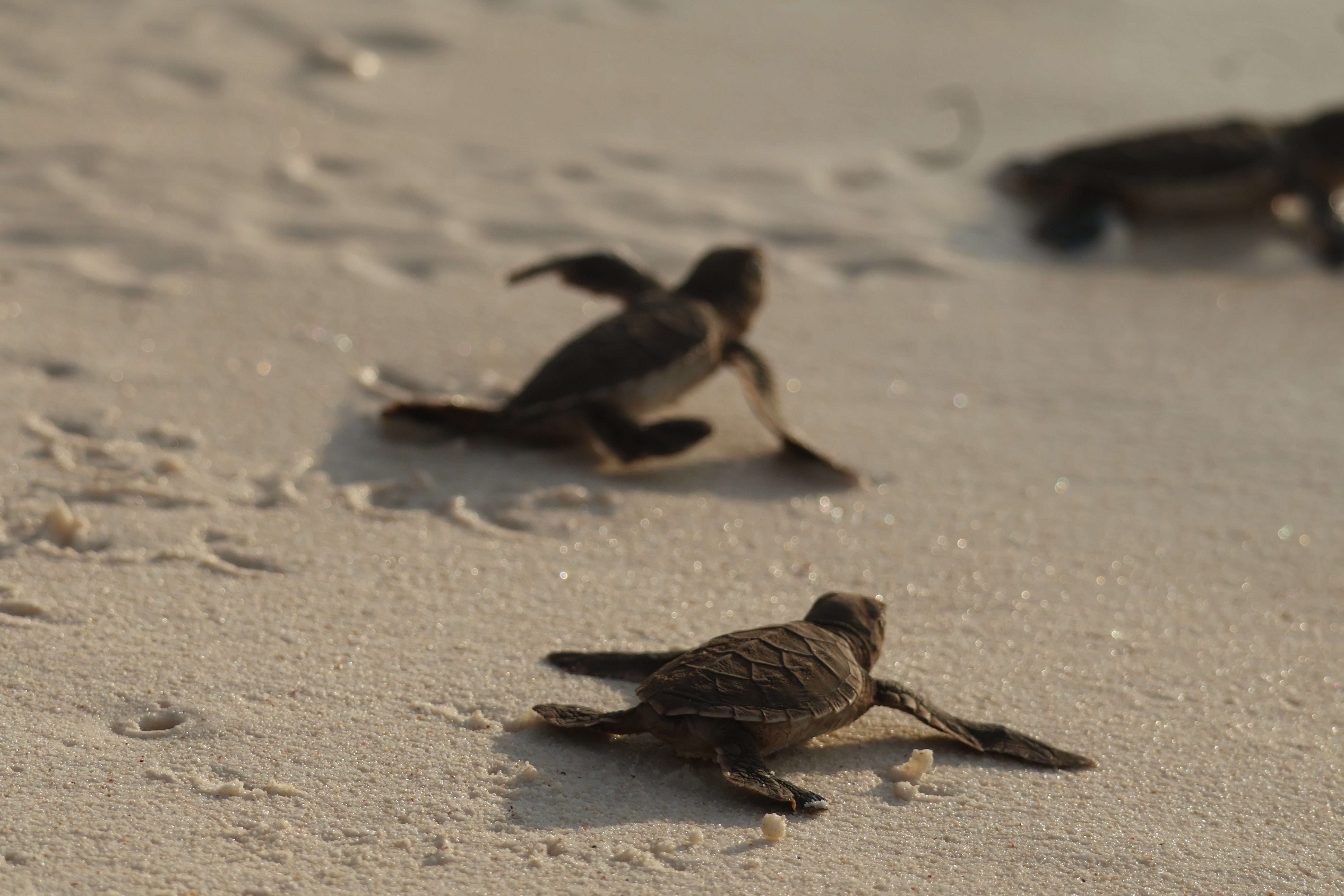 A close-up photograph of a sea turtle hatchling on a sandy beach as part of a marine conservation program, with the ocean waves in the distance.