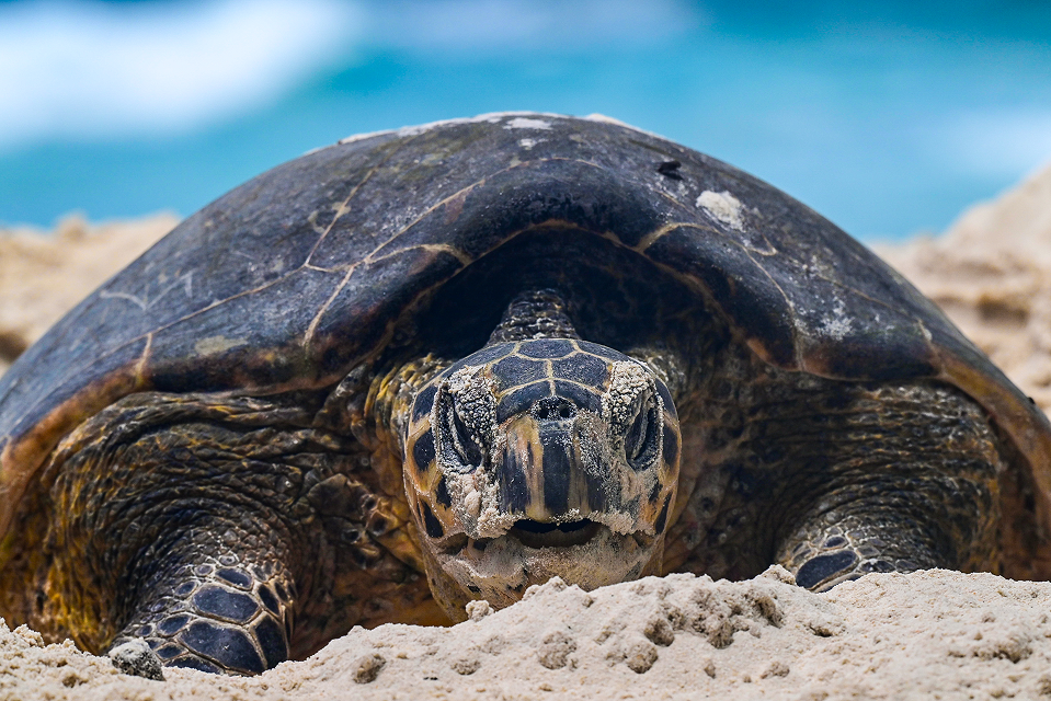 A close-up of an endangered green sea turtle (Chelonia mydas) nesting on a beach on the North Island