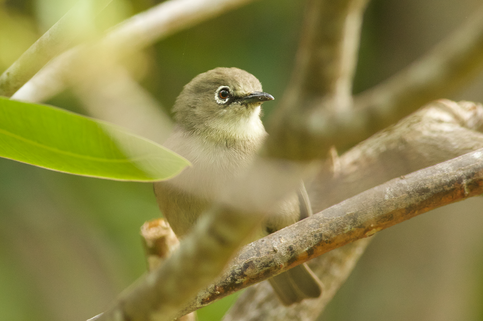 A Seychelles White-eye bird perched on a branch, highlighting local island conservation efforts
