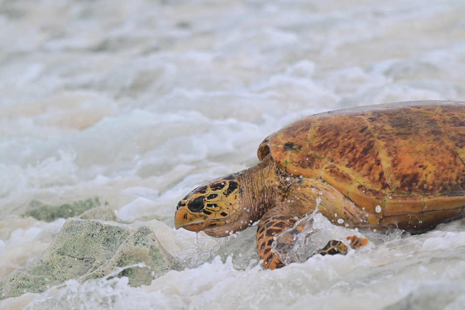 A critically endangered Hawksbill sea turtle returning to the ocean after nesting