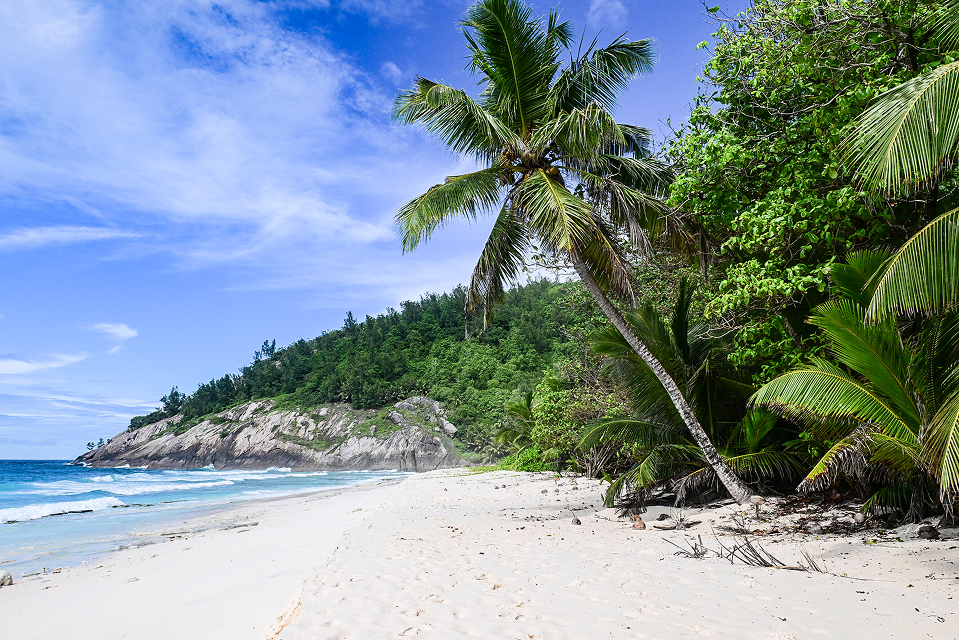 Coastal Habitat Restoration: A secluded beach in Seychelles with a towering cocnut tree and clear turquoise water