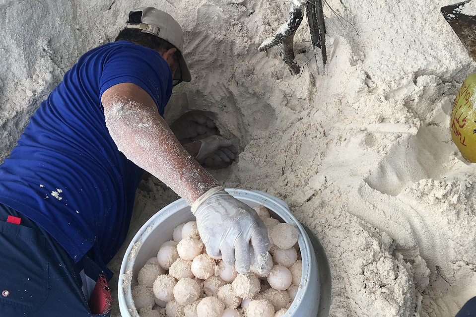 Close-up of a MArine Conservation Volunteer collecting Green Sea Turtle eggs in a nest on the beach, critical for conservation monitoring