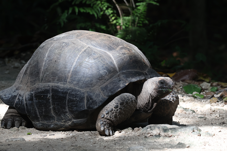 An Aldabra Giant Tortoise grazing in its natural habitat on a conservation reserve.