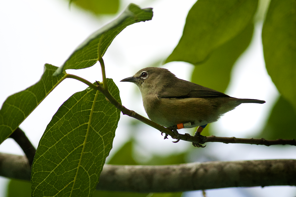 A critically endangered Seychelles White-eye bird perched on a branch in its island habitat.