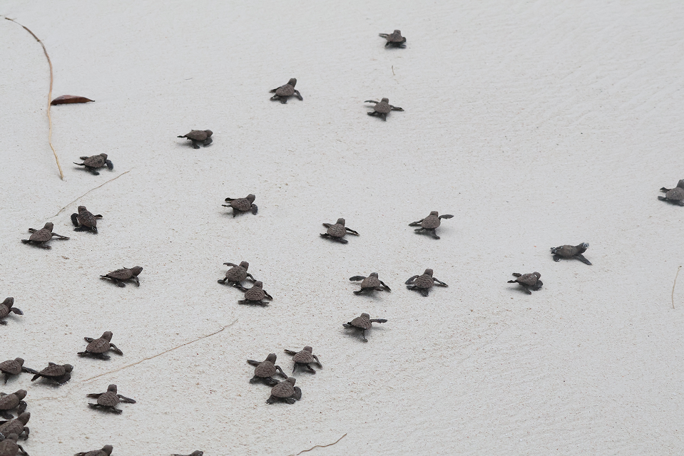 A group of endangered sea turtle hatchlings successfully making their way from the nest across the beach to the ocean.