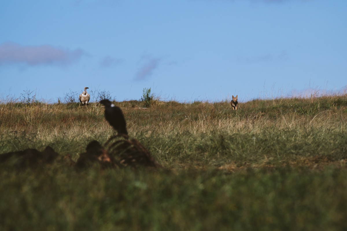 A Cape Vulture and a Black-backed Jackal in the background near a carcass in a protected area.