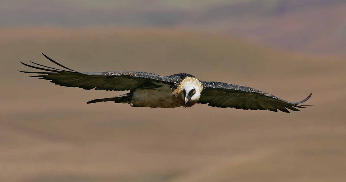 A Regionally Critically Endangered Bearded Vulture in flight, monitored to provide data for nesting success and chick survival.