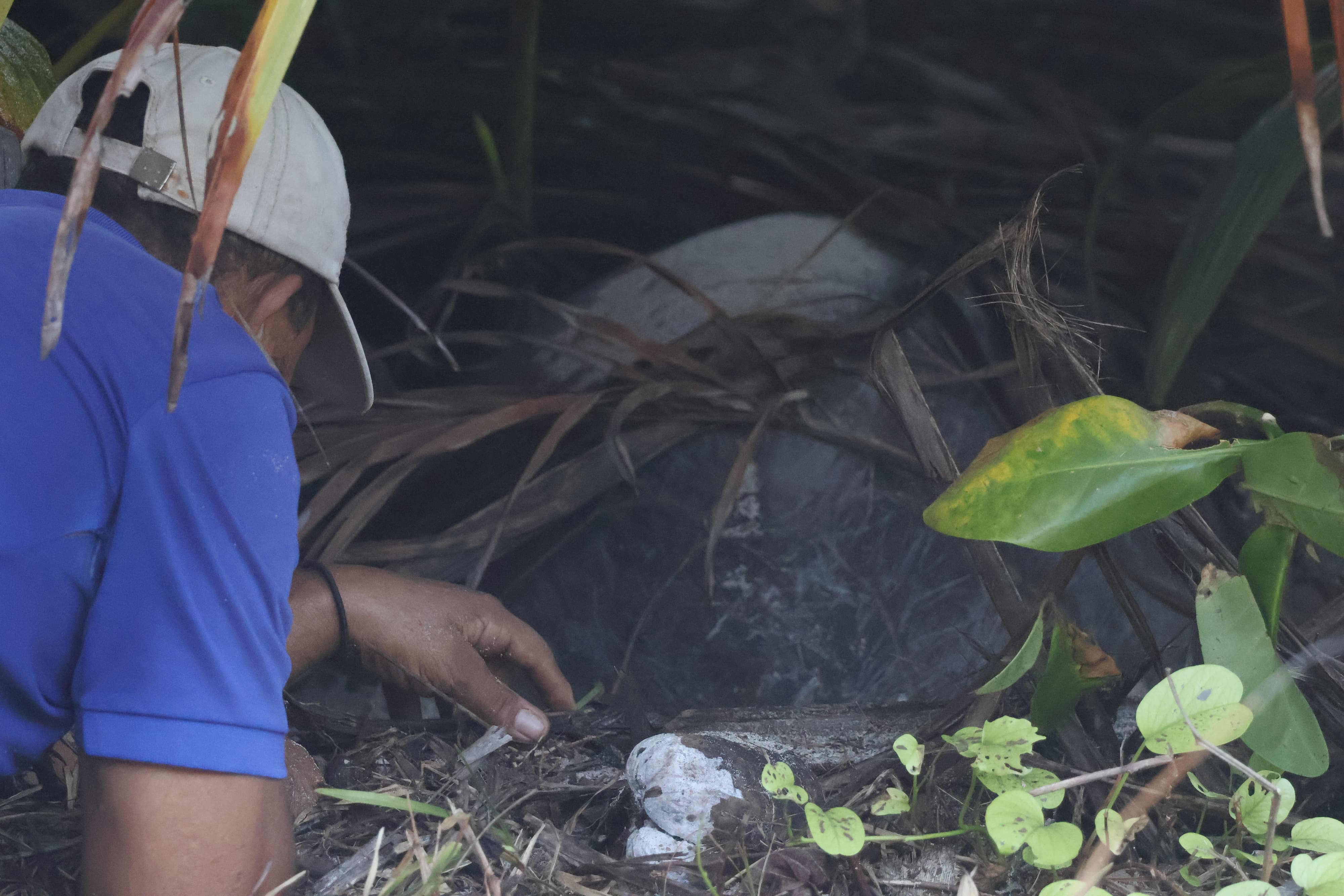 A North Island Environmental Team member assesses a nesting female Hawksbill Sea Turtle on the beach.