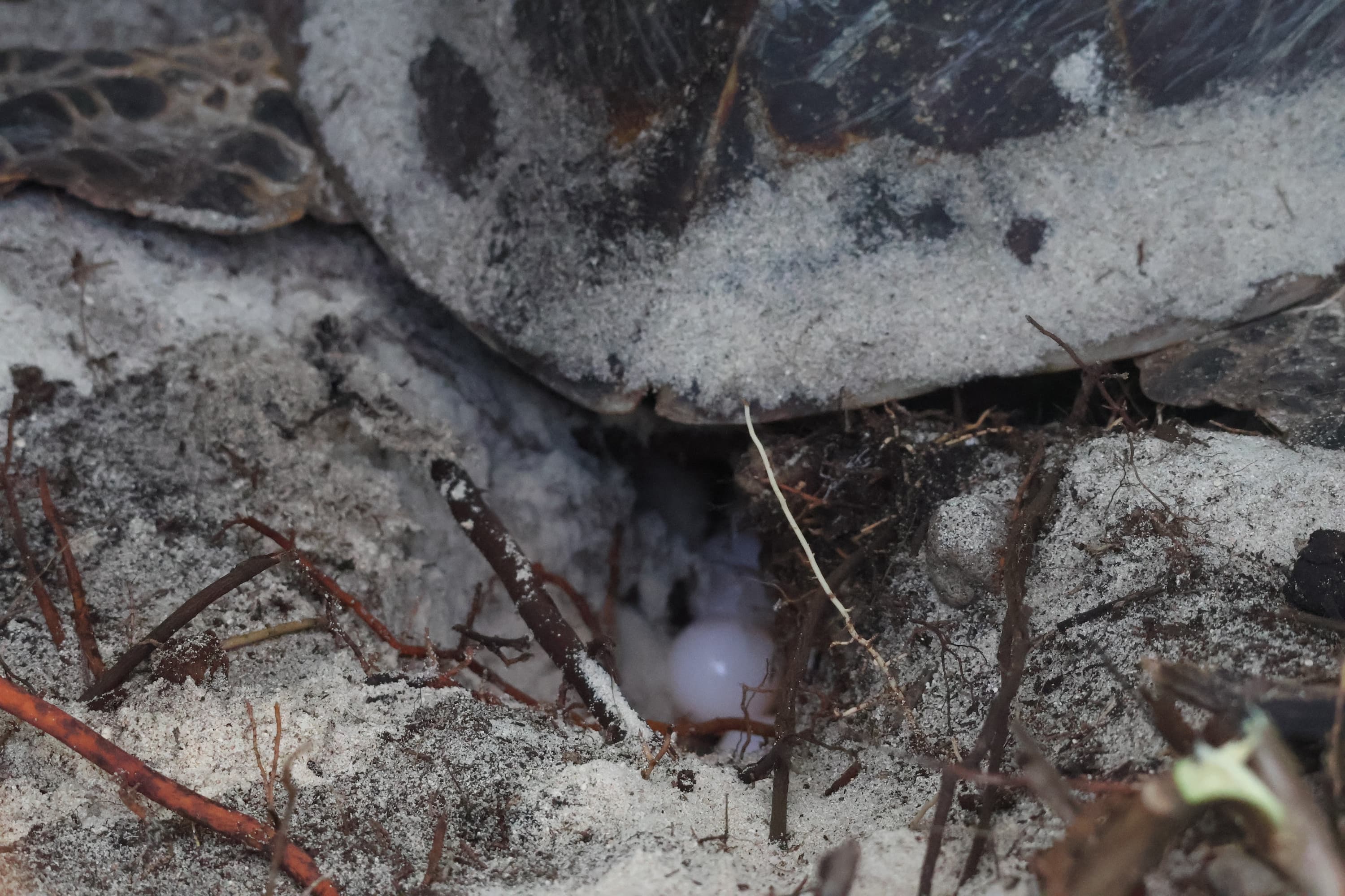 A female Hawksbill Sea Turtle laying eggs on a sandy beach.